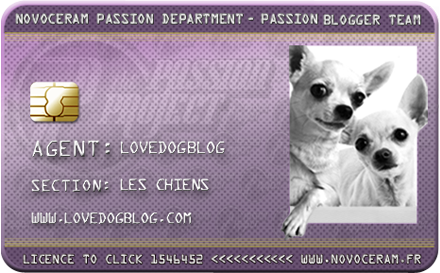 Love dog blog